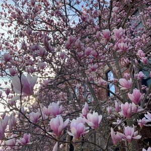 Meet your Posher, Melis